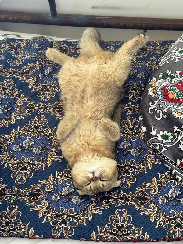 Продаётся котик золотая шиншилла + Scottish Fold 2