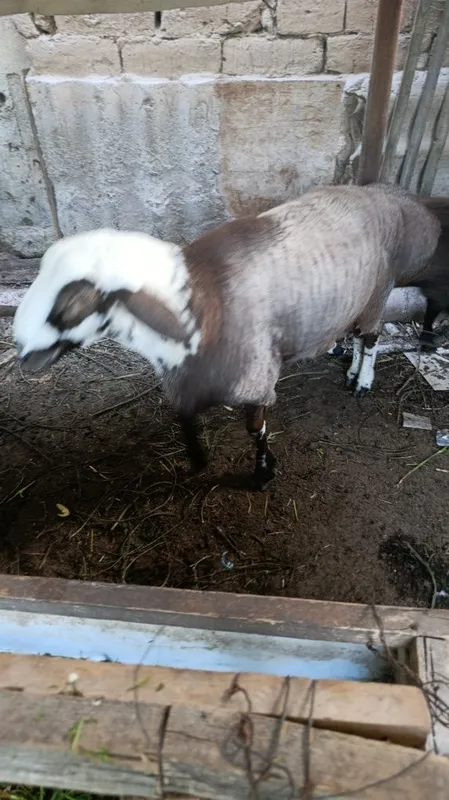 Кучкор сотилади соглом