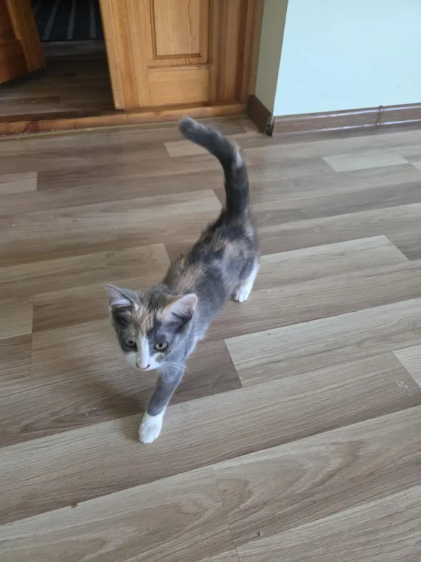 Ласковый котёнок-девочка подарит радость и уют 4 Ласковый котёнок-девочка подарит радость и уют 4