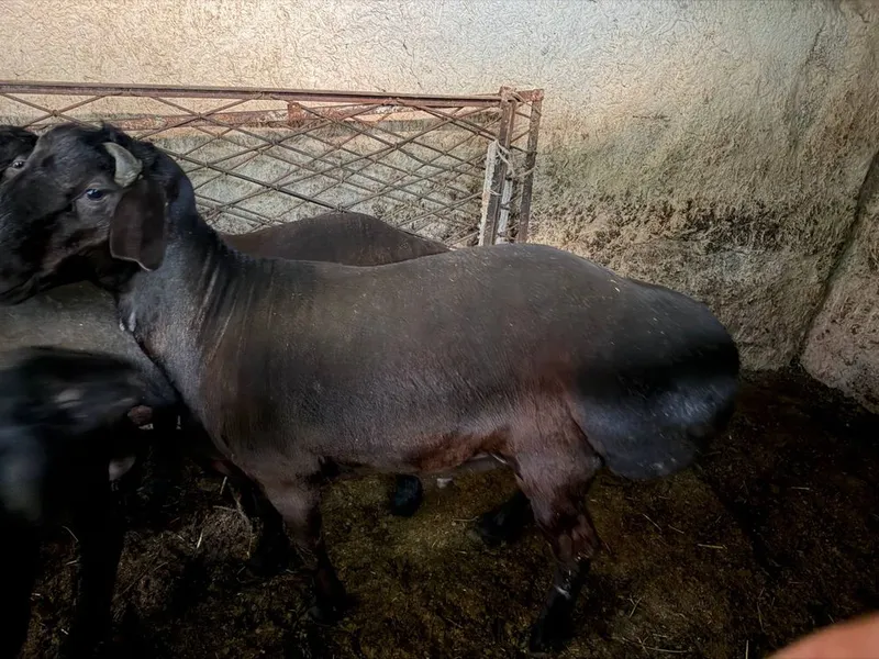 Qora qo’chqor to’la vazni 88kg, uzimiz boqqanmiz — фото 2