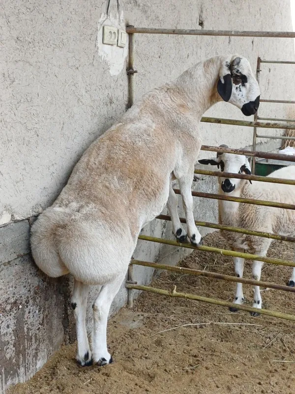 Qo'chqor sotiladi