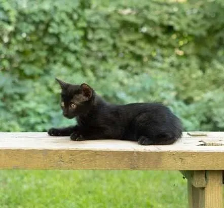 Бесплатно котенок девочка 2 месяца 3