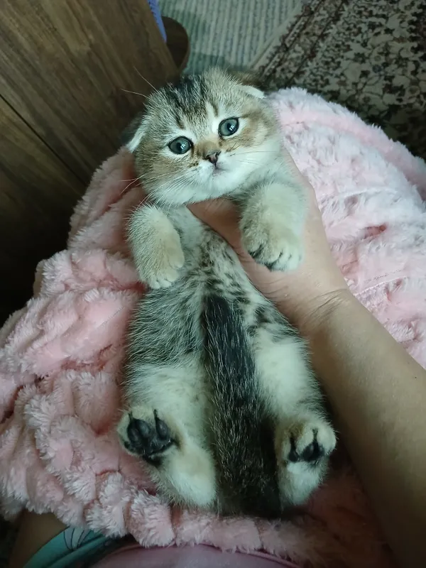 продаю котенка шиншила фолд — фото 3
