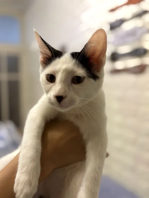 Отдам котенка мальчика в хорошие добрые руки 6 Отдам котенка мальчика в хорошие добрые руки 6