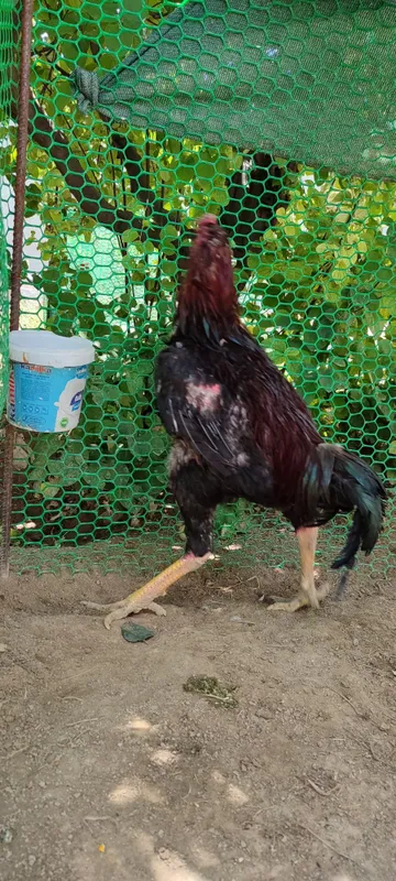Бардовий сер жахил, тоза қон хўроз 4