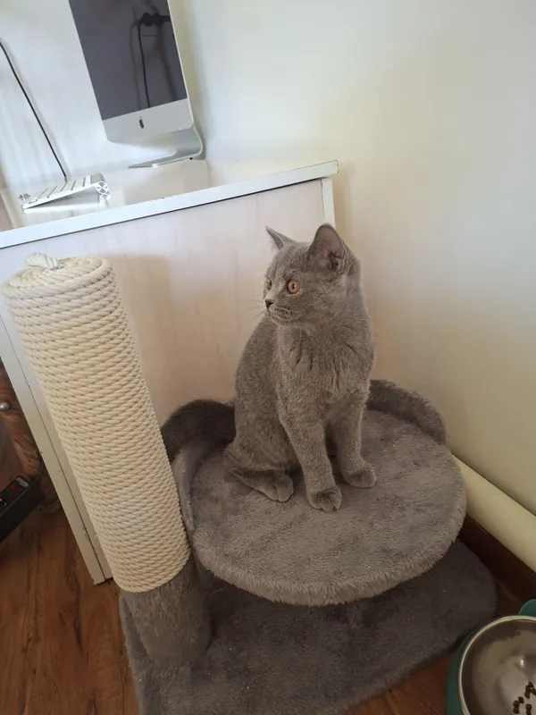 British shorthair