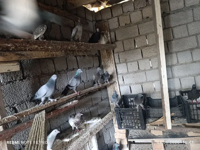 Сизак туркманлар боллари сотилади