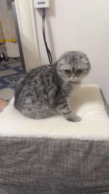 Шотландский вислоухий кот, отец — британская шиншилла, мать — вислоухи — фото 2