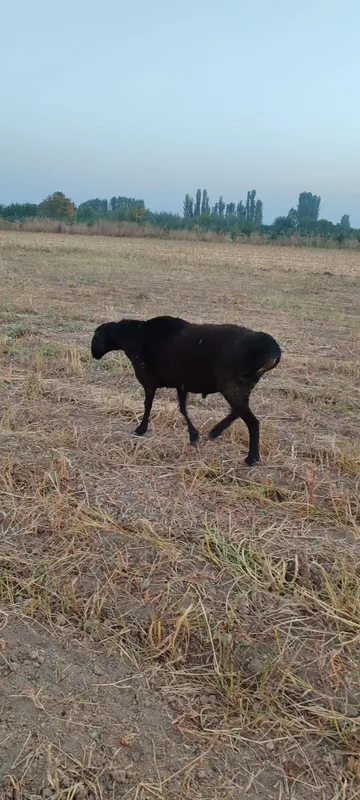 Kotta va qozi Qochqorla sotamiz — фото 4