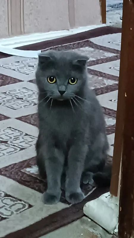 кошка скоттиш фолд — фото 9