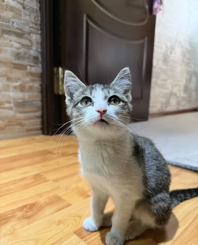 Котёнок в добрые руки 4 Котёнок в добрые руки 4