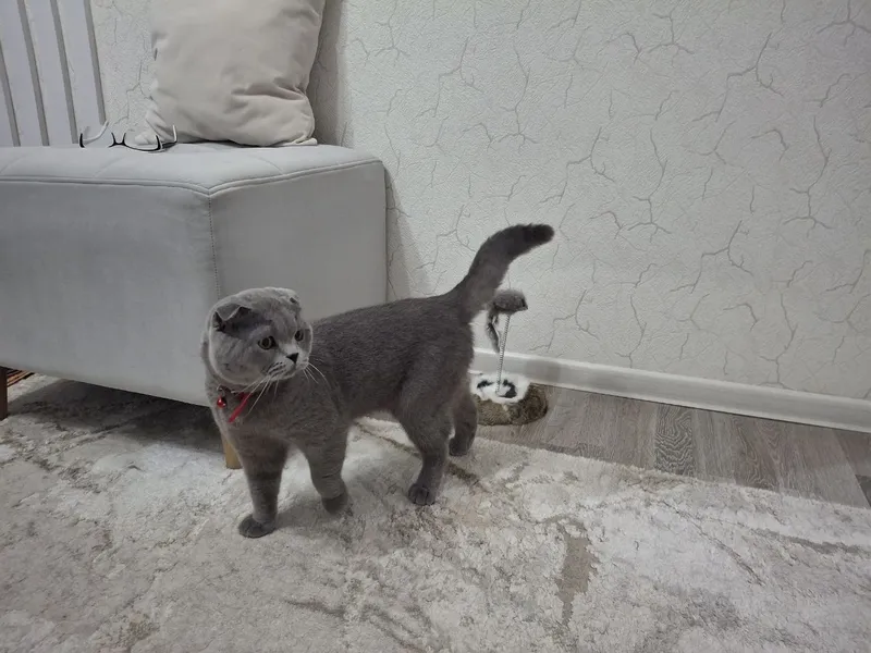 Продаются породистые котята. — фото 4
