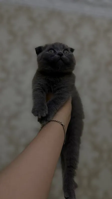 Scottish strayt va  Scottish fold mushuklar — фото 3