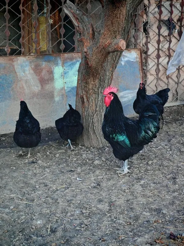 Qora shag'zoda va Astiralop ruminya zodliy tovuq Xorozlarimiz sotiladi — фото 1