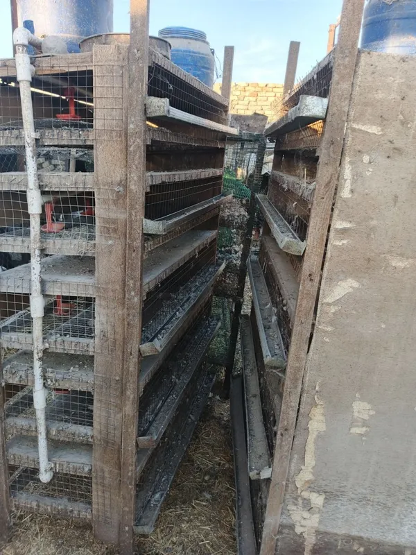 Бедана катаклари — фото 2