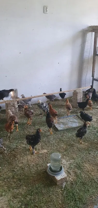 Sifatli jo‘jalar sotiladi (tovuq va xo‘roz) 3 Sifatli jo‘jalar sotiladi (tovuq va xo‘roz) 3