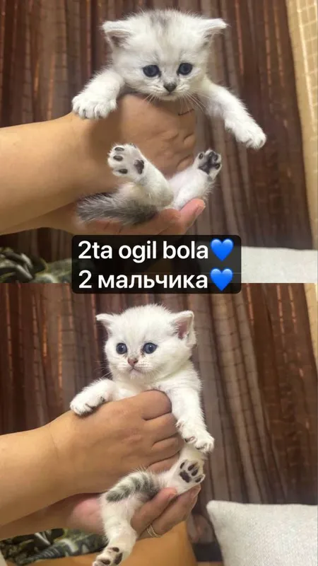 Милые британские котята — фото 1