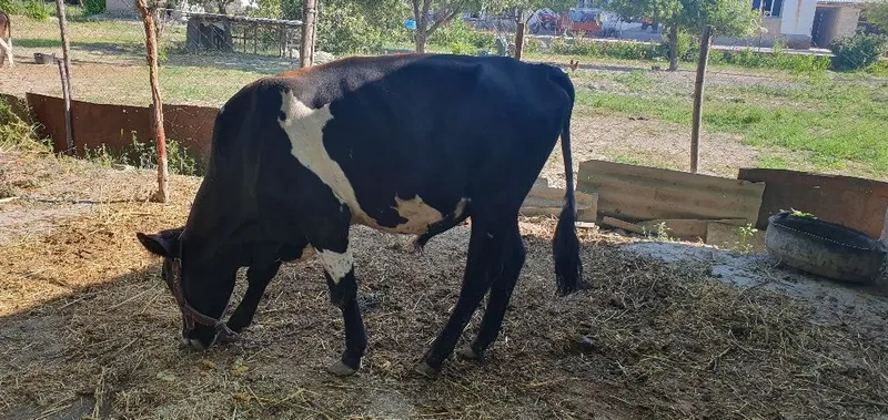 Buqa 1 yarim yosh narxi kelishiladi 2