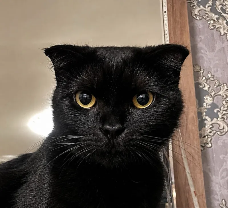 Mushuk sotiladi scottish fold 4 Mushuk sotiladi scottish fold 4