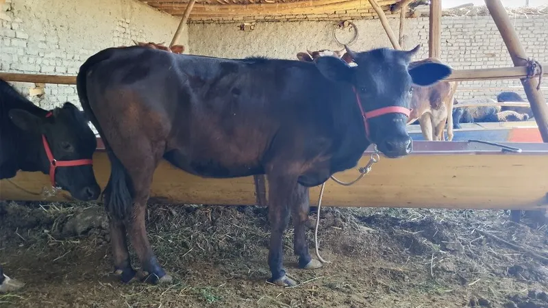 Bugʻoz mol sotiladi 1