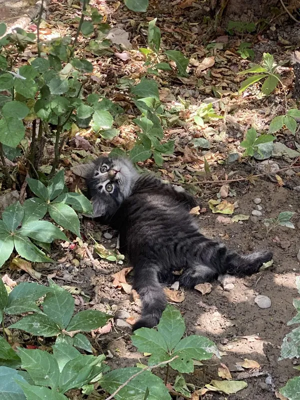 Котята в добрые руки — фото 2