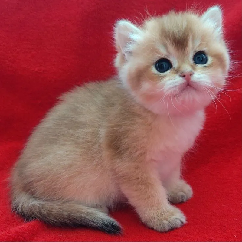 Продаются шикарные котята скотишстрайт,шиншилла. — фото 2