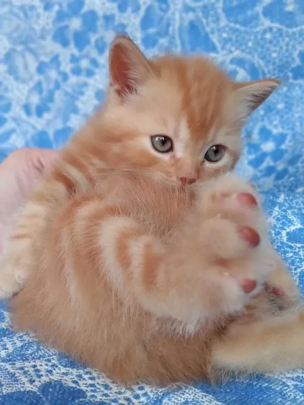 Котята Скоттиш Страйт 5 Котята Скоттиш Страйт 5