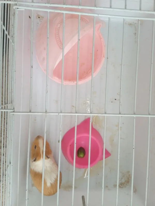 Hamster sotiladi — фото 4