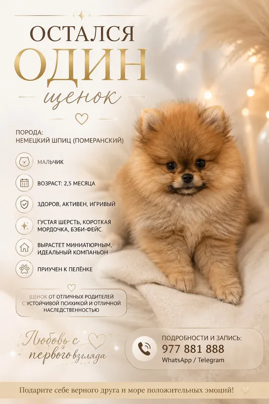 Pomeran shpitsi kuchukchasi Pomeran shpitsi kuchukchasi