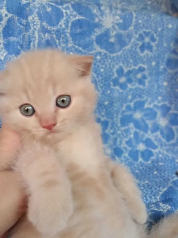 Котята Скоттиш Страйт 3 Котята Скоттиш Страйт 3
