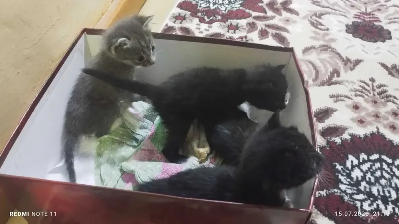 котята маленькие 1 котята маленькие 1