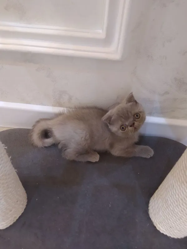 Продаются домашние котята 1