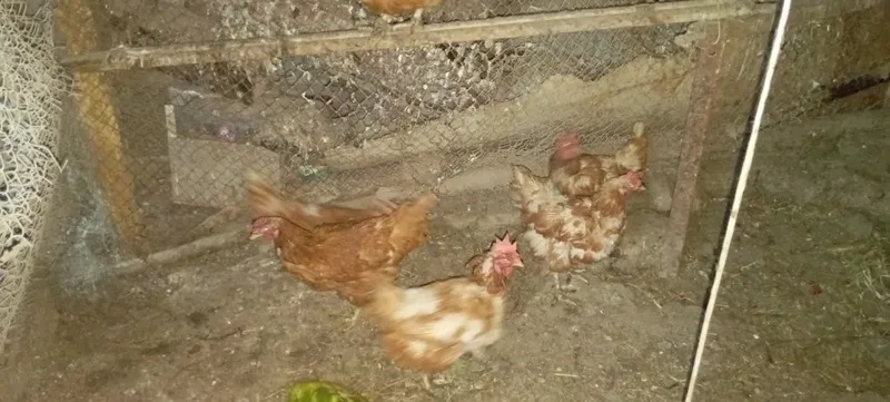 Tovuqla sotiladi soni 6 ta 2 Tovuqla sotiladi soni 6 ta 2