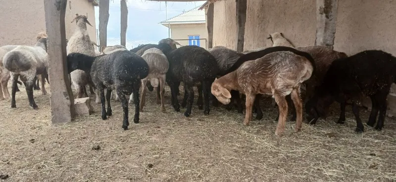Qurbonlikka quchqorlar sotiladi yemlab boqilgan — фото 2