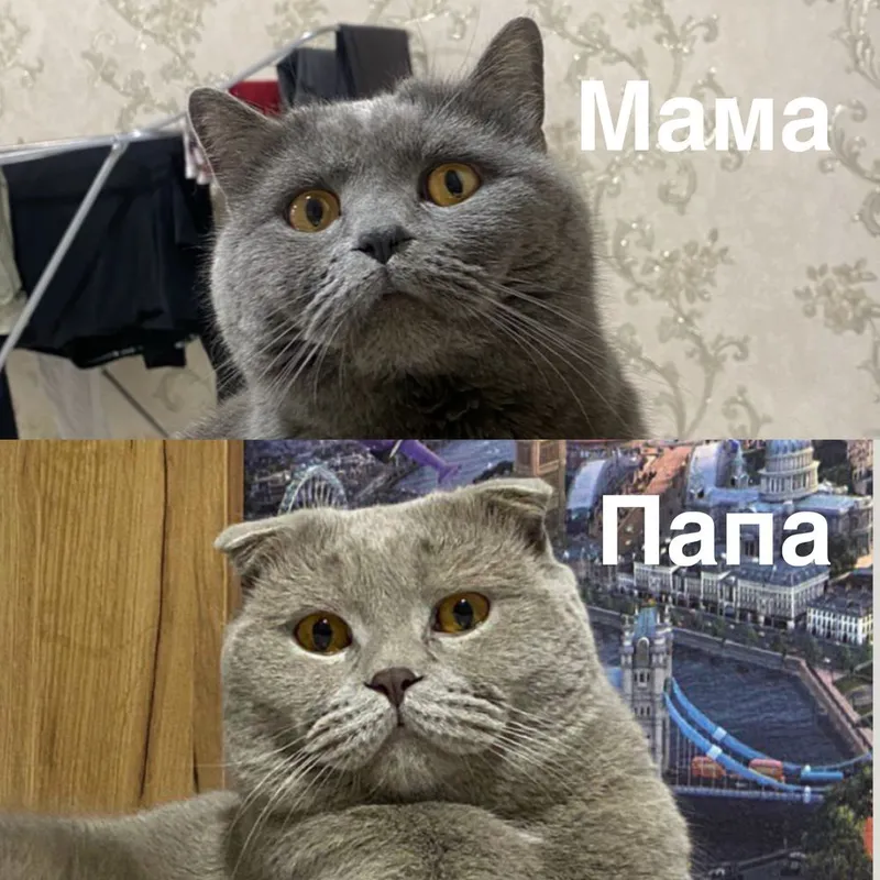 Шотладнские котята 6 Шотладнские котята 6