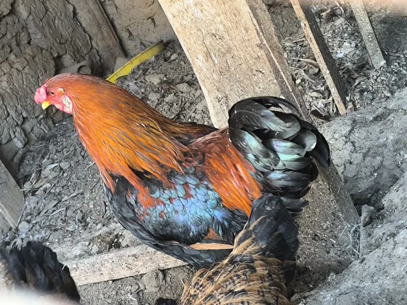 Ху́роз соглом ебичиши яхши 1 Ху́роз соглом ебичиши яхши 1