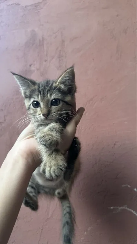 Продаются кошки 5 Продаются кошки 5