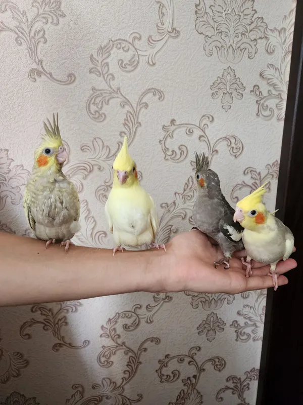 Продам молодых ручных выкормышей корелл 4 Продам молодых ручных выкормышей корелл 4