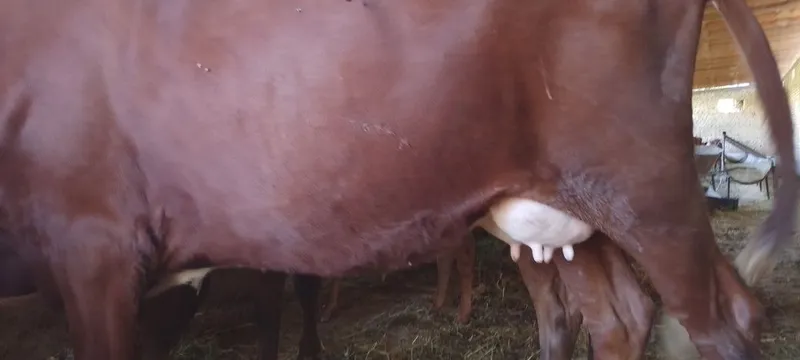 Mollar sotiladi kafolati bilan 7 Mollar sotiladi kafolati bilan 7
