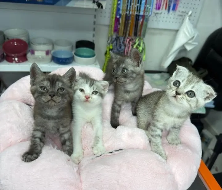котята 2 котята 2
