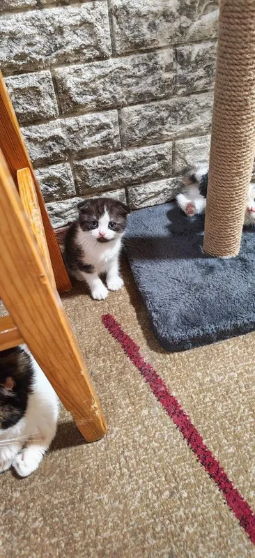 Продаются котята Шотландские скотиш фолд 4 Продаются котята Шотландские скотиш фолд 4
