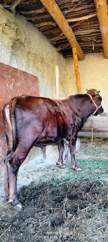 Buqacha sotiladi 4