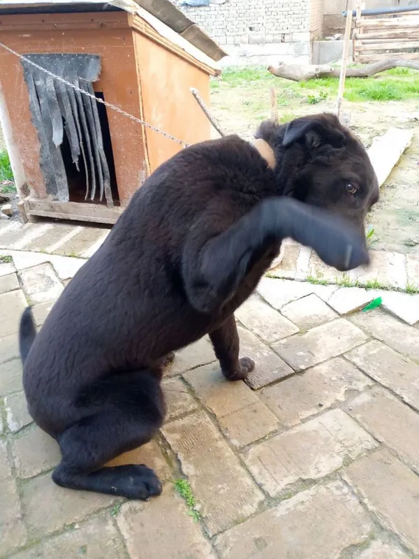 - Игровая собачка Labrador Retriever 4 - Игровая собачка Labrador Retriever 4