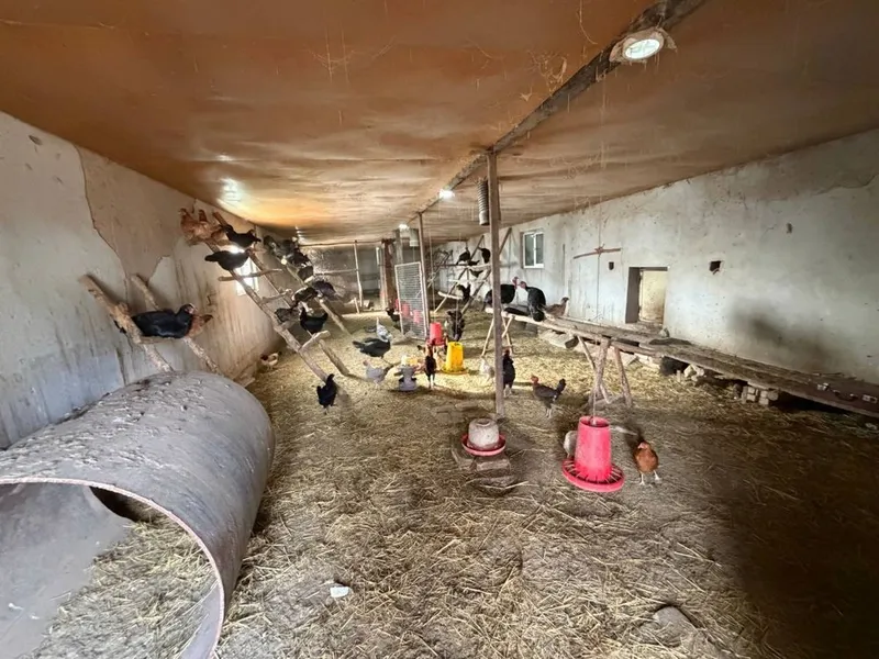 Parrandachilik va chorvachilikka moslashgan ferma ijaraga beriladi — фото 3