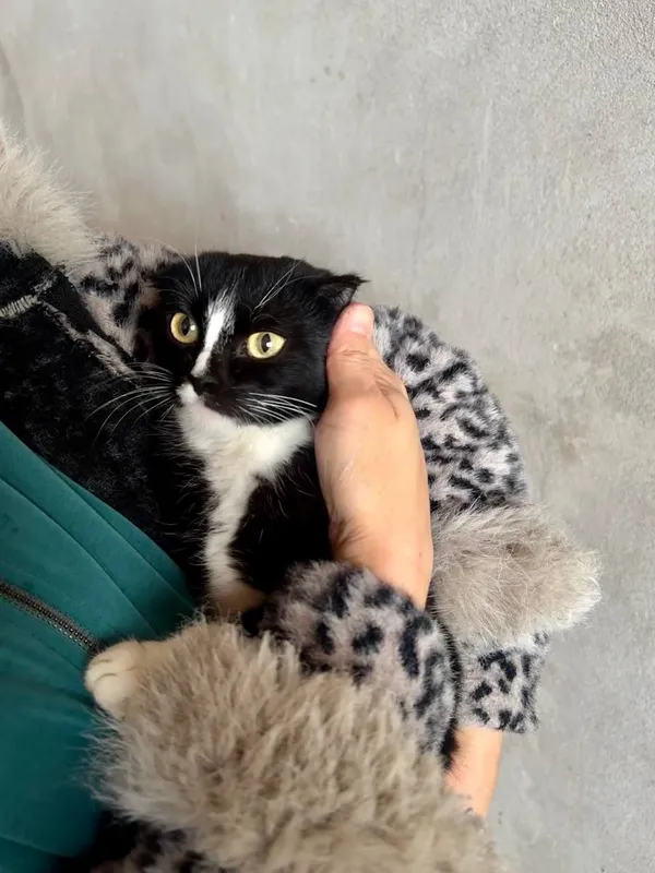 скотиш фолд весеоуха — фото 2