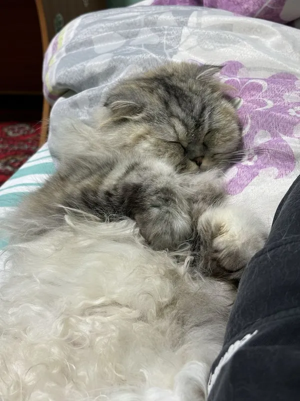 Шотладские кошки страйт 2 Шотладские кошки страйт 2