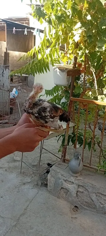 Kulangi jojalar sotiladi 3 Kulangi jojalar sotiladi 3