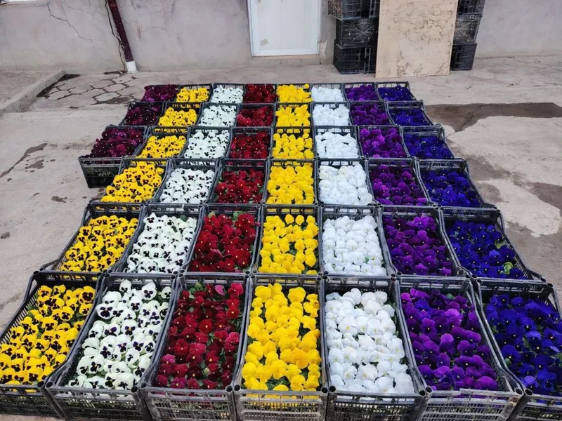 Viola gullari xar xil ranglaridan bor . Orginal 100% urug’dan