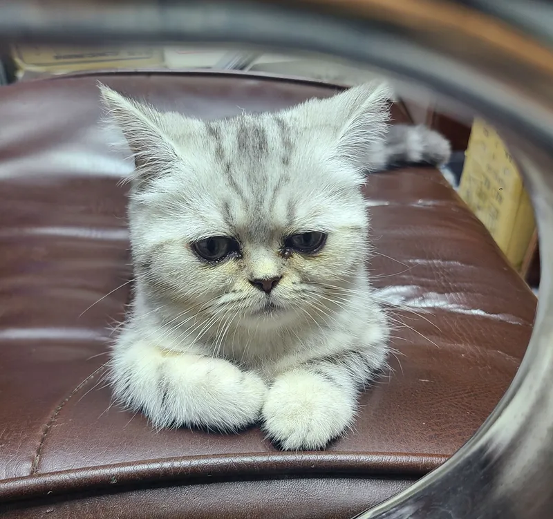 British Shorthair silver mushuk qizbola 4oyli — фото 2