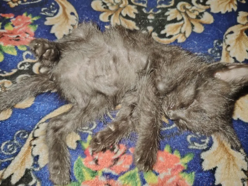 отдаю котиков в добрые руки — фото 1